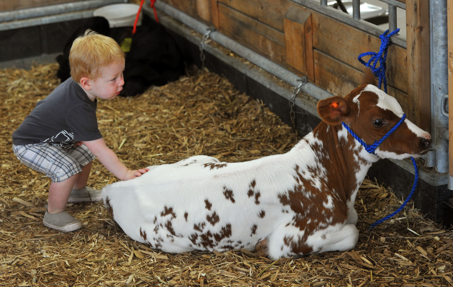 Day 5 of the Mississippi Valley Fair